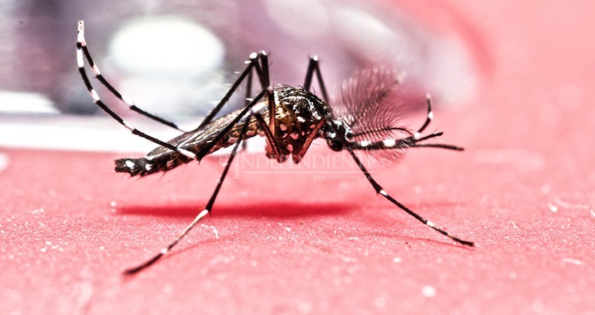 Estudio sugiere que el dengue podría ofrecer cierta inmunidad contra el COVID-19