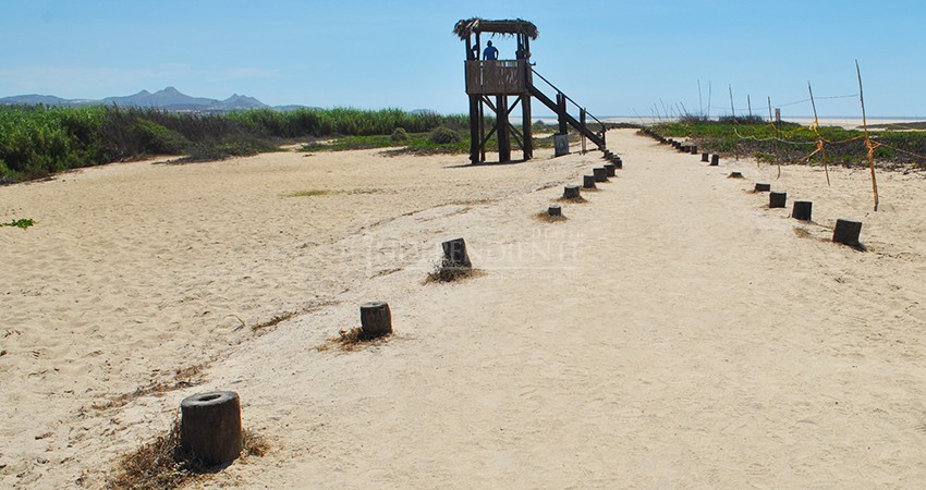 Las tortugas en el estero están bajo vigilancia: regidor