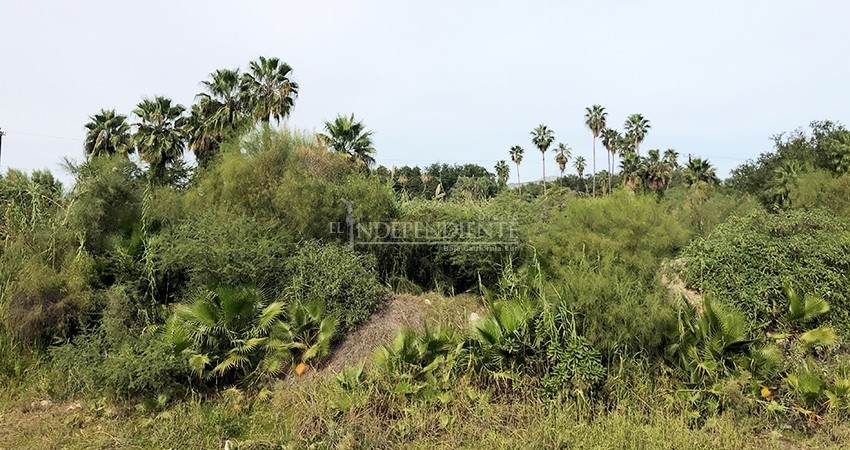 Un año y no hay avances en la denuncia por daño ambiental en Estero de SJC