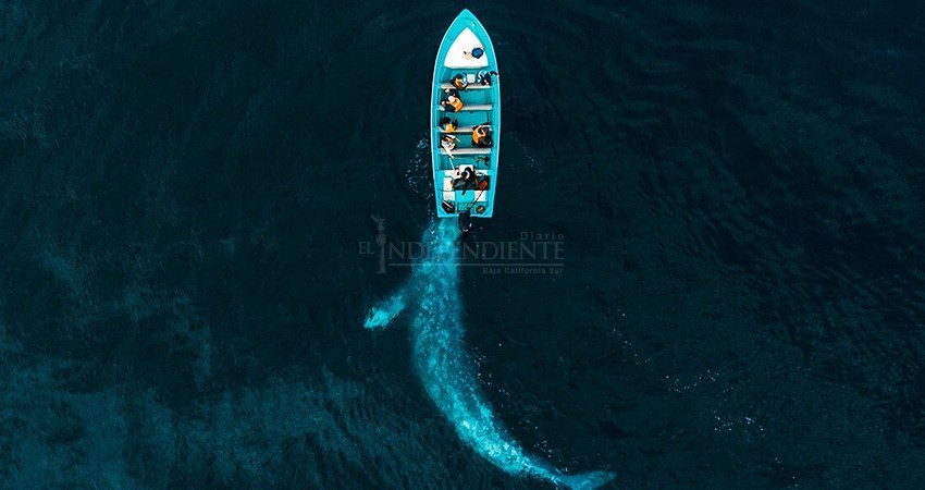 Foto de ballena en Puerto Adolfo López Mateos ganó los Drone Awards 2020 Foto de ballena en Puerto Adolfo López Mateos ganó los Drone Awards 2020