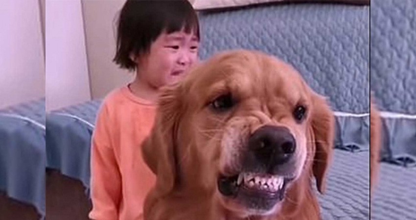Perrito defiende a niña de los regaños de su mamá