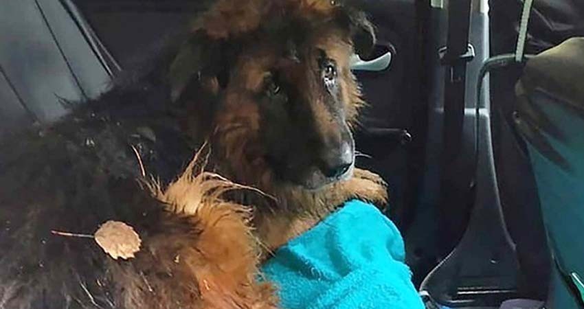 Perrito escapa de su tumba; dueños lo habían enterrado vivo Perrito escapa de su tumba; dueños lo habían enterrado vivo