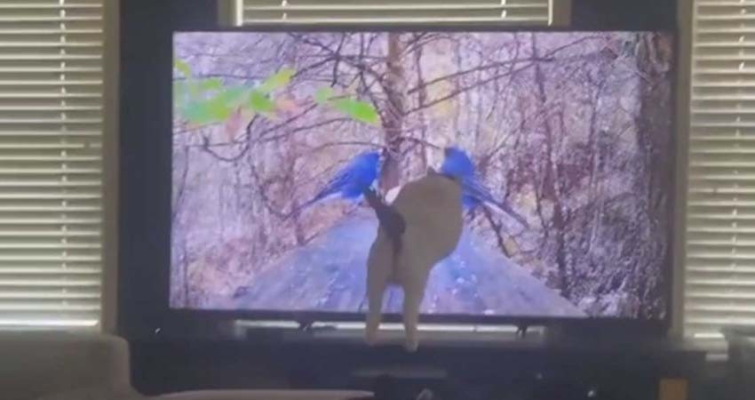 ¡Ouch! Gatito choca contra pantalla de tv al ver un par de pájaros
