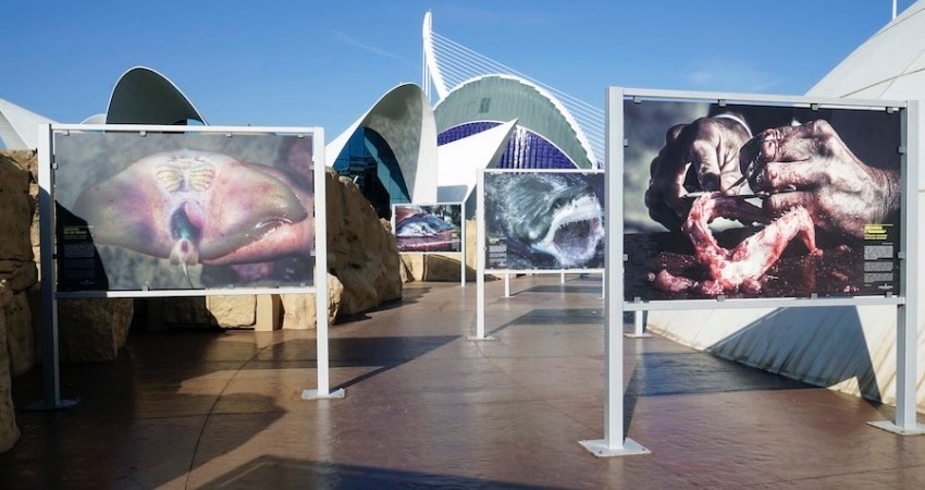 Biólogo Marino por la UABCS expone en el Oceanogràfic de Valencia, considerado el acuario más grande de Europa