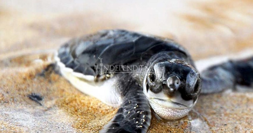 Fueron protegidos casi 2 mil nidos de tortuga golfina este año en Los Cabos