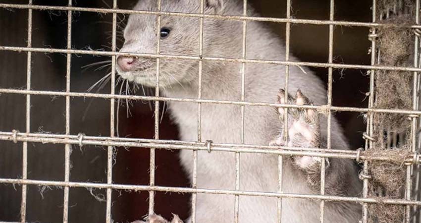 Dinamarca sacrificará a millones de visones por mutación de coronavirus