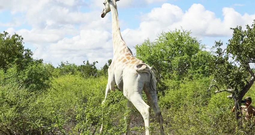 Ponen rastreador GPS a última jirafa blanca del mundo