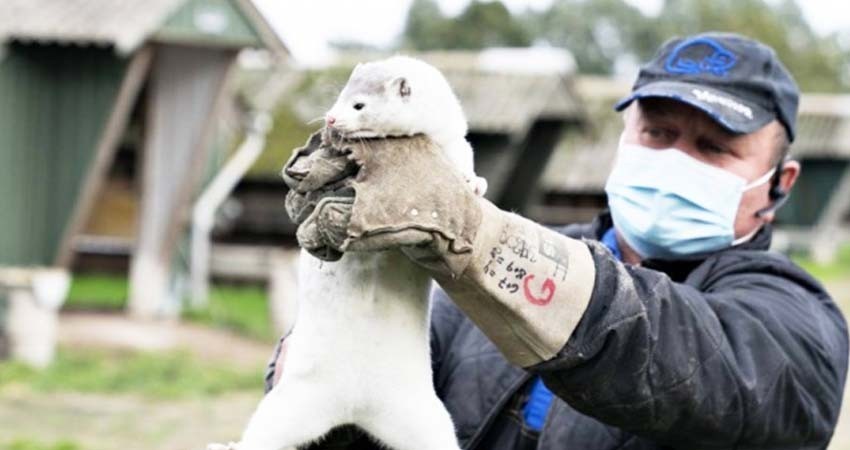 Sin pruebas, Irlanda sacrificará 100 mil visones por temor a covid