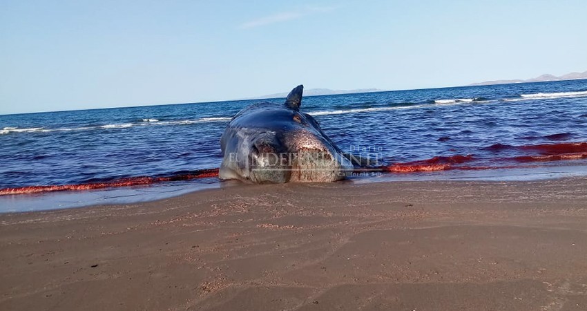 Cadáver de ballena se descompone frente a La Paz, pese a esfuerzos de Profepa Cadáver de ballena se descompone frente a La Paz, pese a esfuerzos de Profepa