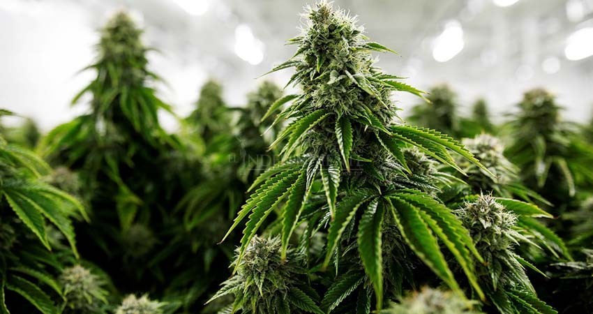 No ven funcionarios del estado con buenos ojos la regulación de la marihuana No ven funcionarios del estado con buenos ojos la regulación de la marihuana