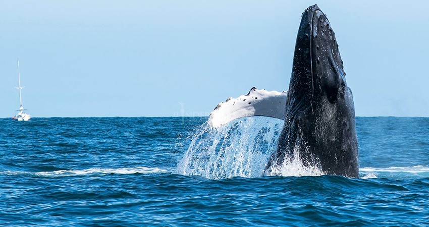 Entre cinco mil y ocho mil ballenas visitan costas de BCS cada año Entre cinco mil y ocho mil ballenas visitan costas de BCS cada año