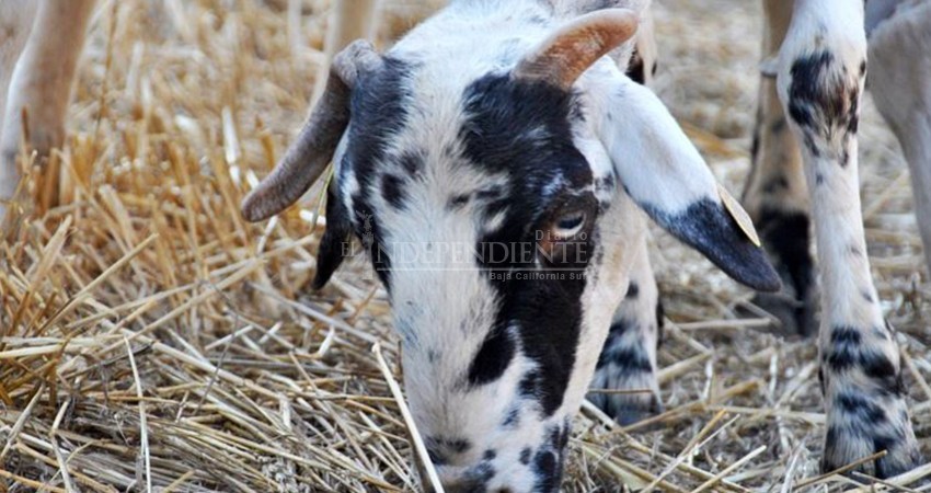 Noviembre, mes con más denuncias por robo de ganado en BCS
