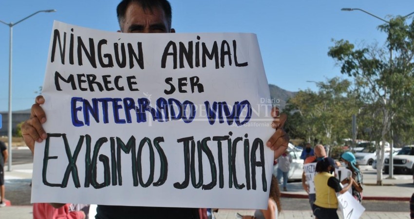 Exigen justicia para “Luna”, la perrita que fue enterrada viva