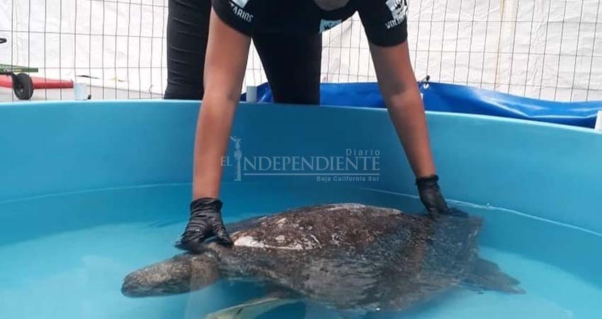 Conociendo y protegiendo la megafauna marina de BCS