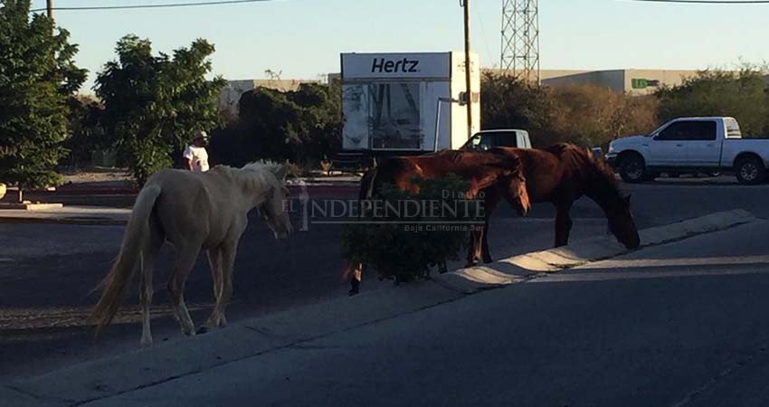 Transcurrió 2020 sin soluciones al problema del ganado suelto