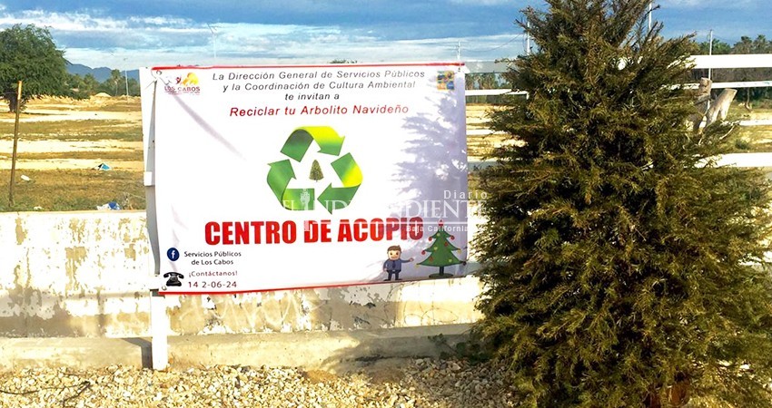 Instalarán Centros de Acopio para Arbolitos Navideños Naturales en Los Cabos Instalarán Centros de Acopio para Arbolitos Navideños Naturales en Los Cabos