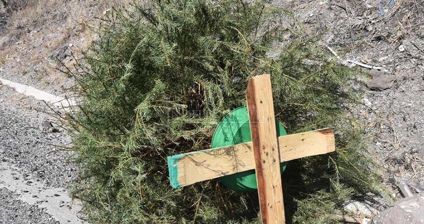 Árboles de navidad naturales tendrán que ser llevados hasta el basurero de La Paz