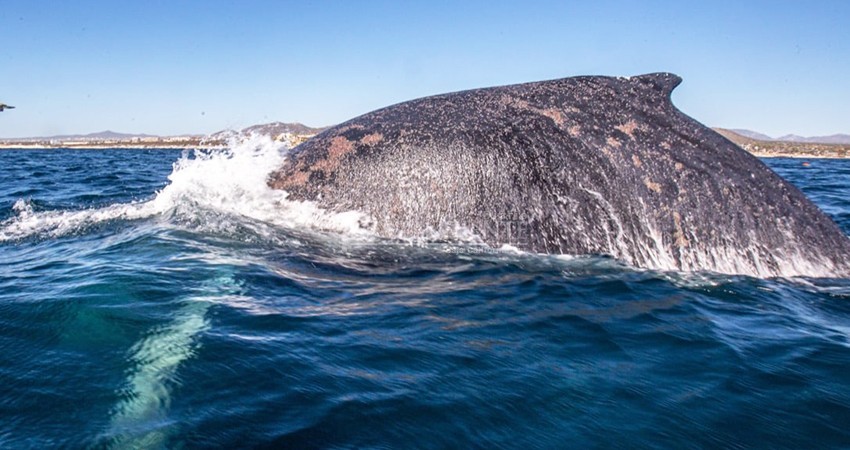 Rescata a ballena atrapada en redes de pesca