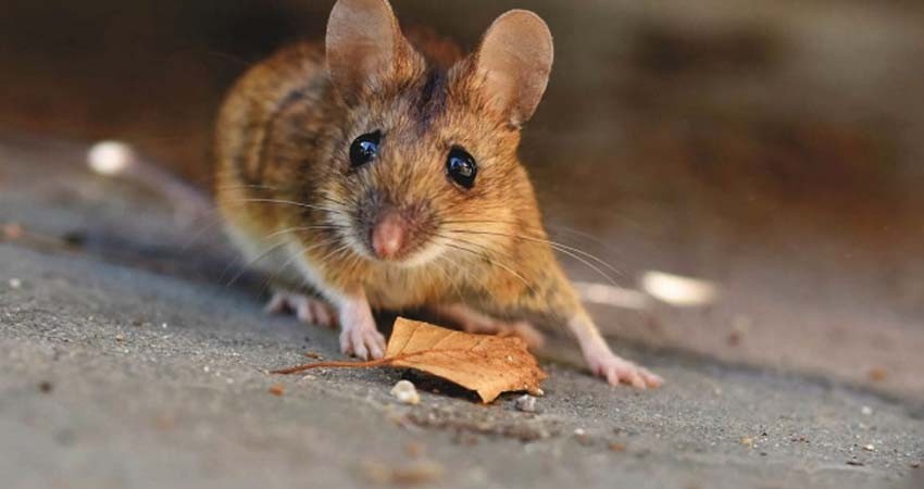 Científicos hacen que ratones con parálisis vuelvan a caminar