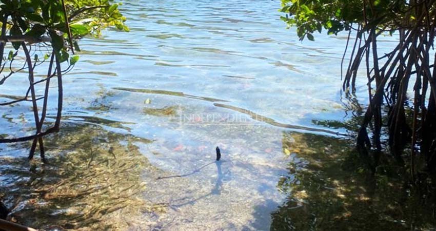 Denuncian… Obras de gasoducto de Pichilingue pasan por manglares Denuncian… Obras de gasoducto de Pichilingue pasan por manglares