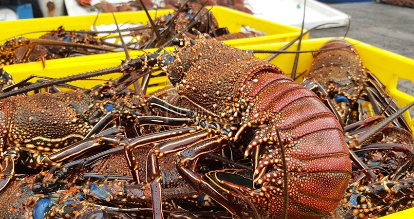 Temporada de Langosta representará beneficios para los pescadores de la región: Fedecoop