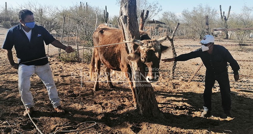 Atiende Desarrollo Económico a ganaderos de El Carrizal y San Antonio