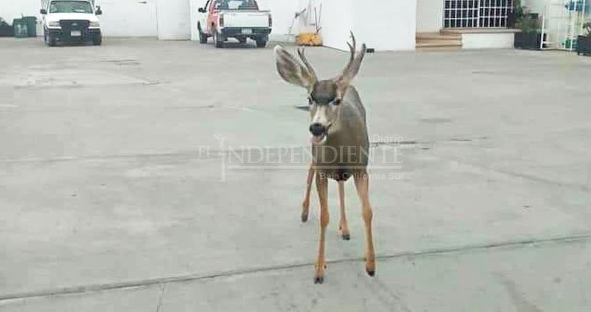 Venado merodea en la zona urbana de CSL