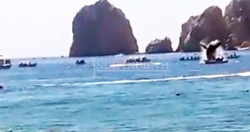 Cuestionan interacción de embarcaciones con avistamiento de ballenas en CSL