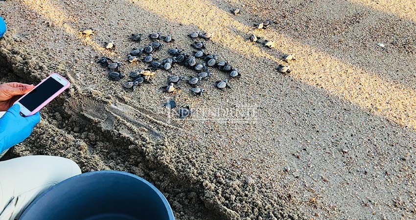 Concluye temporada de anidación de tortuga golfina con más de 350 mil crías liberadas Concluye temporada de anidación de tortuga golfina con más de 350 mil crías liberadas