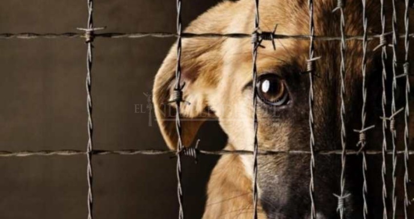 Lo ponen tras las rejas por maltrato animal Lo ponen tras las rejas por maltrato animal