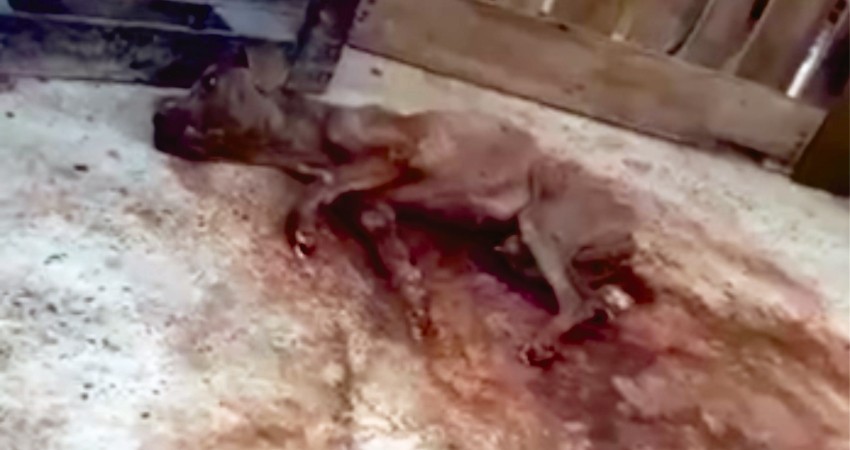 Vinculada a proceso  por maltrato animal en SJC,  llevará proceso en libertad