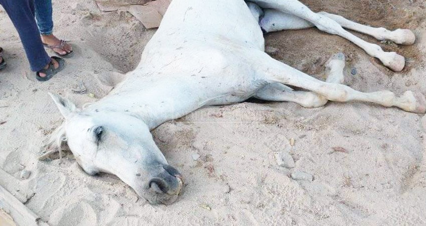 Indigna a josefinos la muerte inhumana de un caballo Indigna a josefinos la muerte inhumana de un caballo