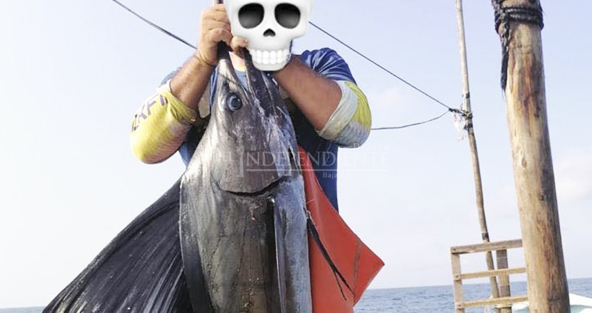 Urge blindar pesca deportiva a nivel nacional: pescadores de Los Cabos Urge blindar pesca deportiva a nivel nacional: pescadores de Los Cabos