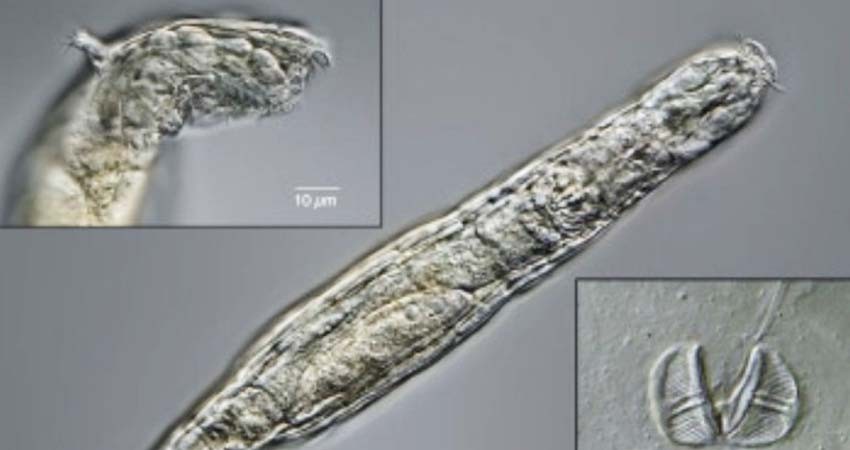 Gusano microscópico vuelve a la vida tras estar congelado 24 mil años