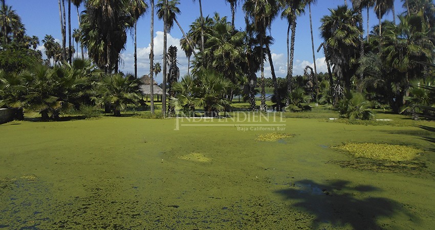 No es posible abrir brechas cortafuegos en áreas del estero que presentan recuperación en niveles de agua: regidor López 