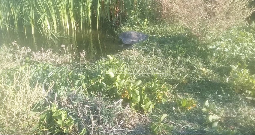 Exponen ineficiencia del director de Ecología y otros funcionarios municipales