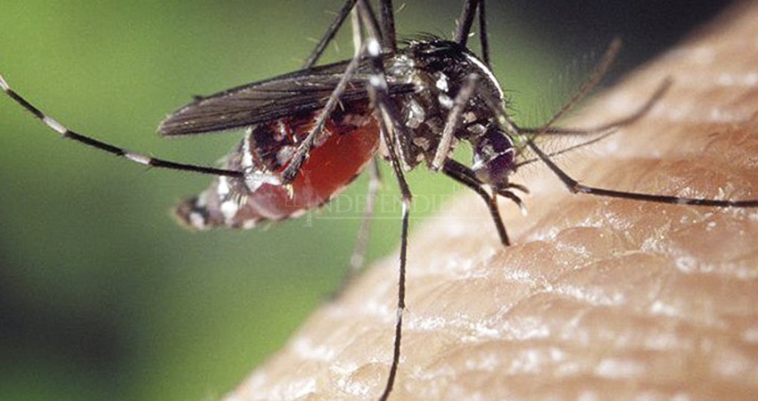 Mantiene BCS incidencia a la baja en casos de dengue Mantiene BCS incidencia a la baja en casos de dengue