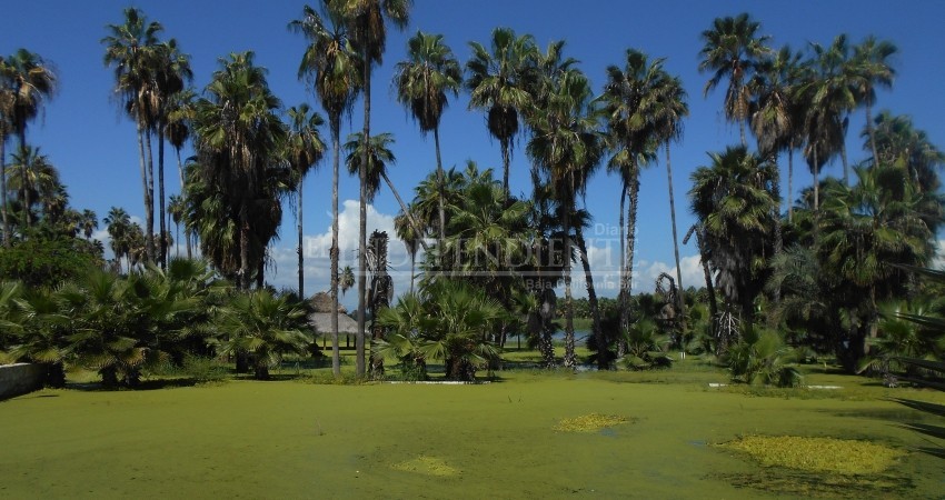 Contamos con herramientas y equipo para la vigilancia y conservación del estero: regidor
