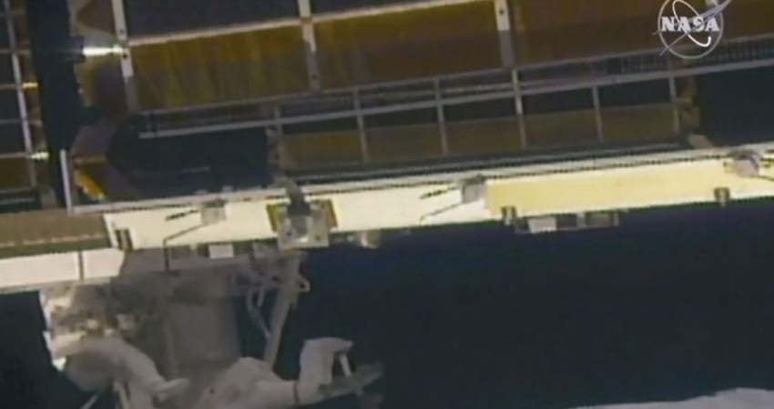 NASA tiene calamares hawaianos en el espacio para estudio