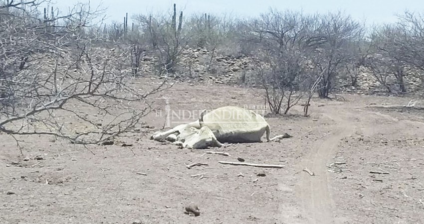 Alcaldesa electa de Comondú pide declarar desastre por sequía Alcaldesa electa de Comondú pide declarar desastre por sequía