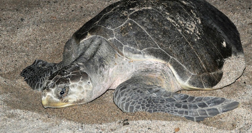 Perros, otra amenaza para las tortugas marinas Perros, otra amenaza para las tortugas marinas