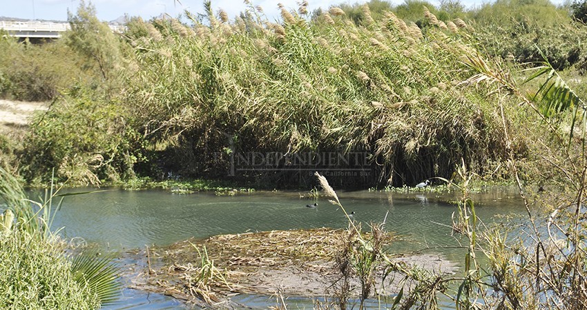 Contaminación en el estero por aguas negras atañe a los tres niveles de gobierno: regidor