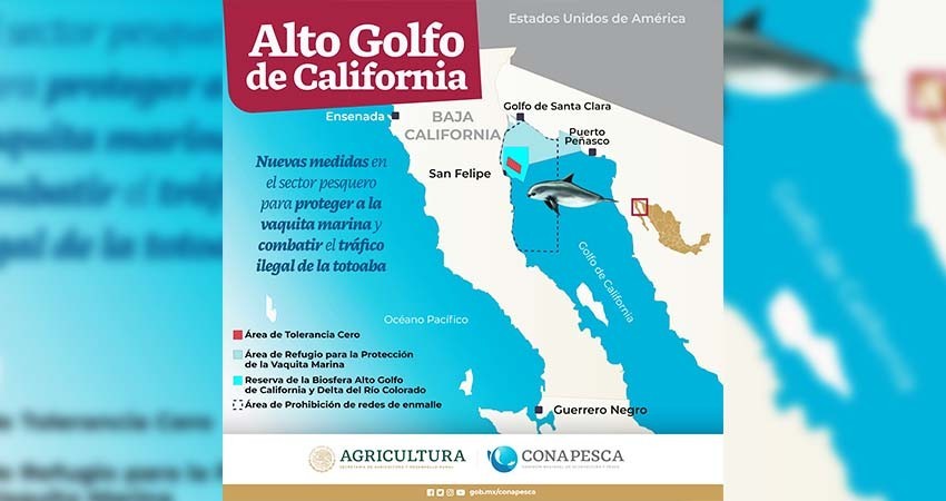 Por nuevas normas Vaquita marina, queda desprotegida