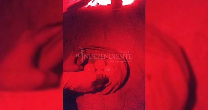 Sorprende en Los Cabos el desove de una tortuga en peligro de extinción