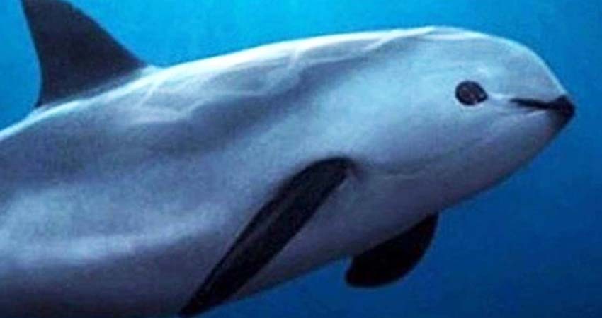 Refuerzan medidas de protección a la Vaquita Marina