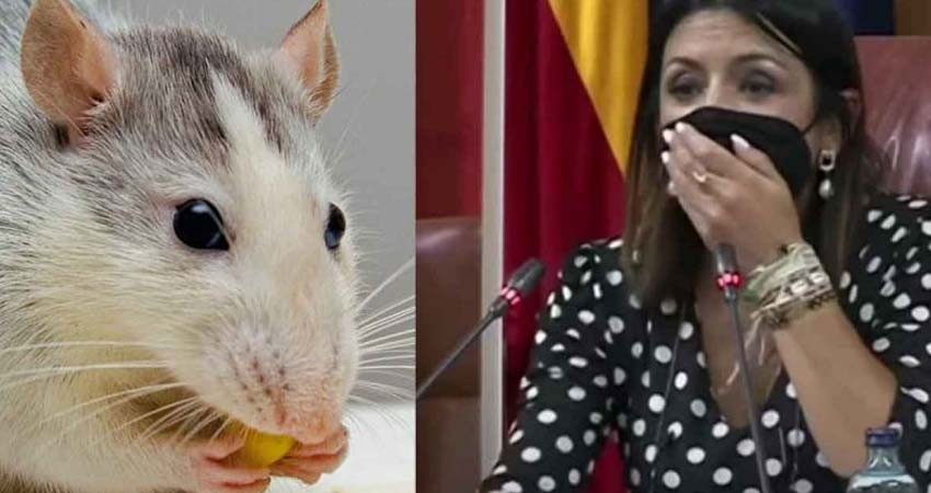 Rata se cuela en el Parlamento de Andalucía y desata caos Rata se cuela en el Parlamento de Andalucía y desata caos