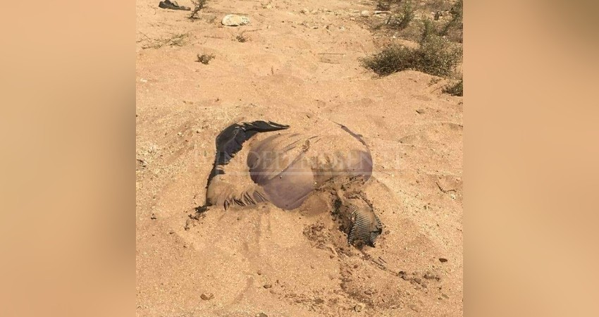 El 70% de las personas desaparecidas en BCS son localizadas: PGJE