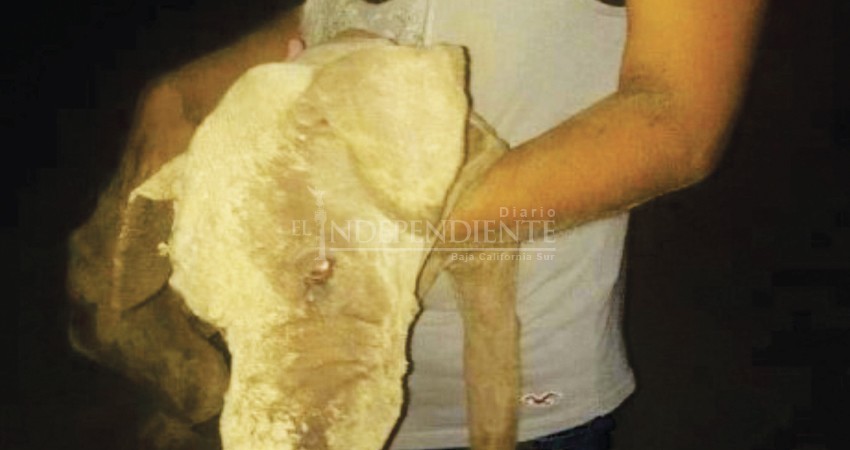 Caso de la perra Luna se resolvió con poco más de mil pesos