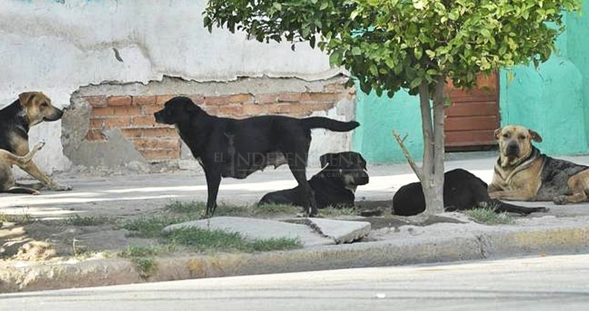 La esterilización de perros y gatos será obligatoria en BCS