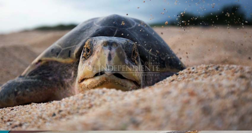 Reportan hasta 60 nuevos nidos de tortugas marinas por noche en Los Cabos Reportan hasta 60 nuevos nidos de tortugas marinas por noche en Los Cabos